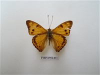 藏品(金鎧蛺蝶)的圖片